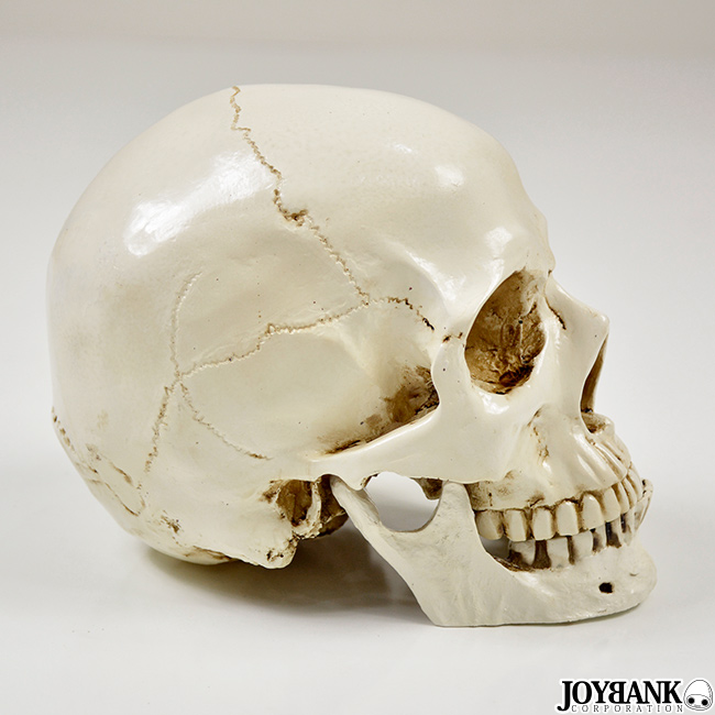 ワールドインポートJJ 本店 - 商品詳細：リアル 頭蓋骨 置き物 ドクロ 